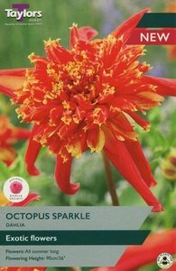 Dahlia Octopus Sparkle