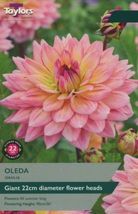 Dahlia Oleda