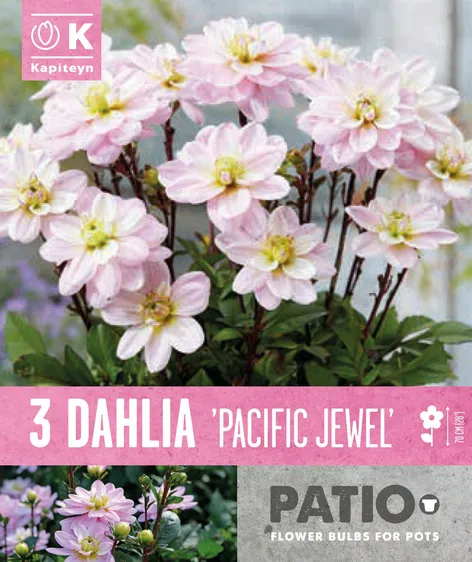 Dahlia Pacific Jewel