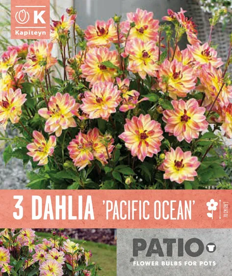 Dahlia Pacific Ocean