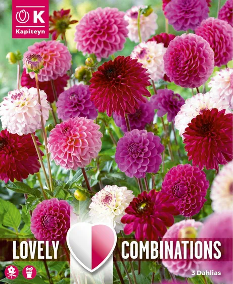 Dahlia Pink & Purple Ball & Pompon Mix