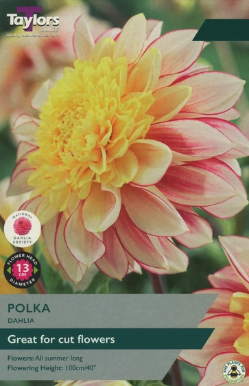 Dahlia Polka