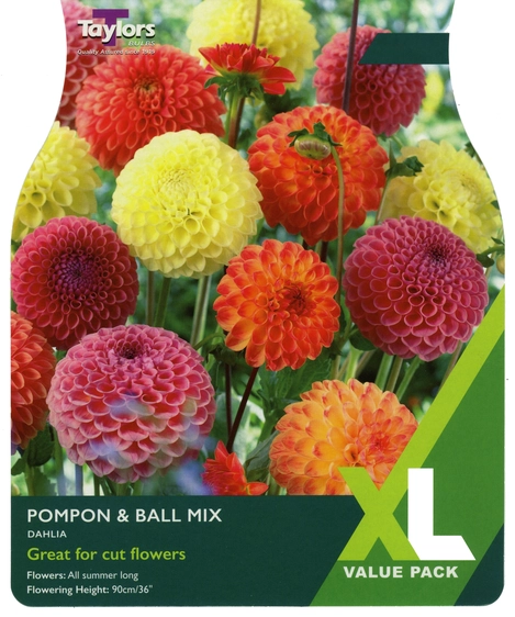 Dahlia Pompon & Ball Mix