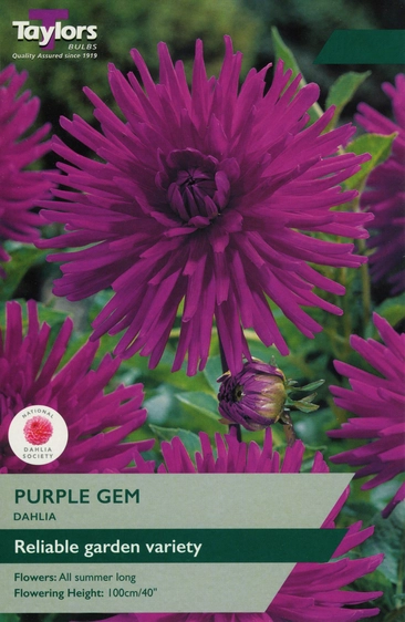 Dahlia Purple Gem