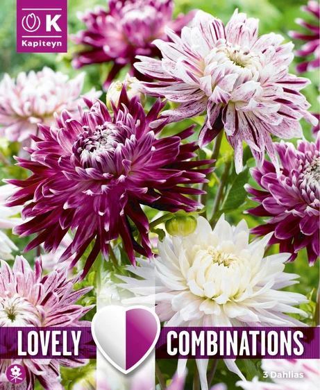 Dahlia Purple & White Decorative Mix