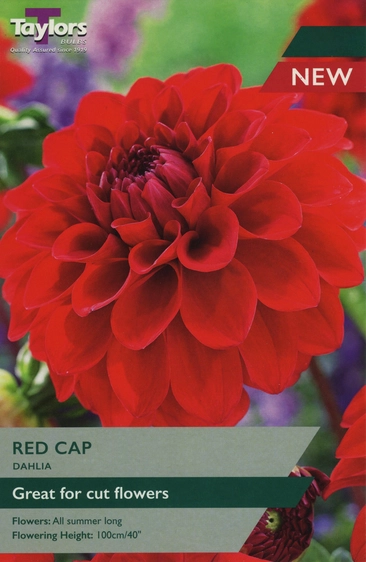 Dahlia Red Cap