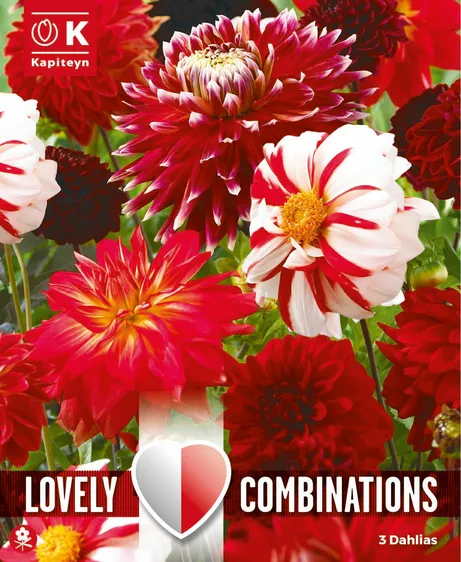 Dahlia Red & White Mix