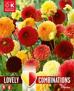 Dahlia Red & Yellow Ball Mix