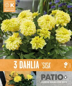 Dahlia Sisa