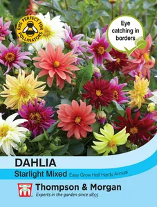 Dahlia Starlight Mixed - image 1