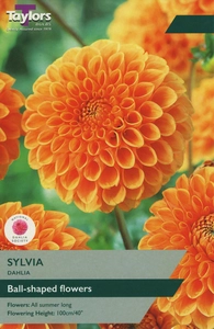 Dahlia Sylvia