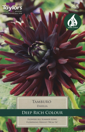 Dahlia Tamburo