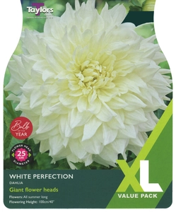 Dahlia White Perfection