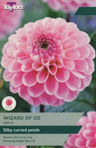 Dahlia Wizard of Oz