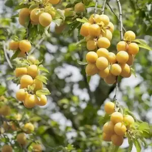 Damson (Prunus) 'Shepherds Bullace' VVA-1