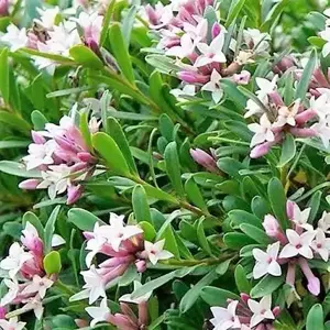 Daphne 'Eternal Fragrance'