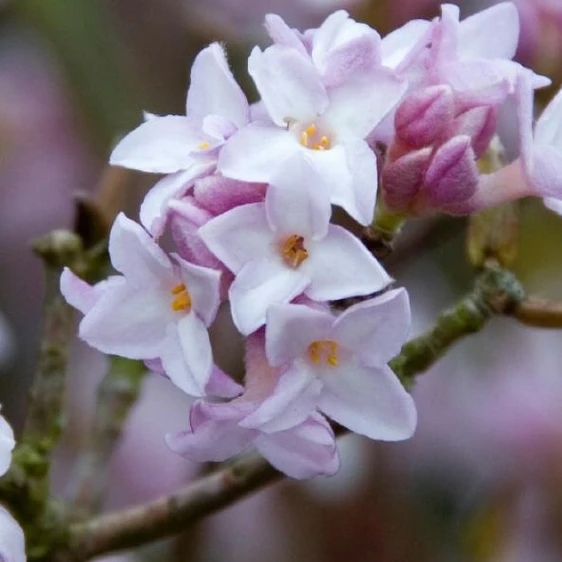 Daphne bholua 'Jacqueline Postill' - image 1