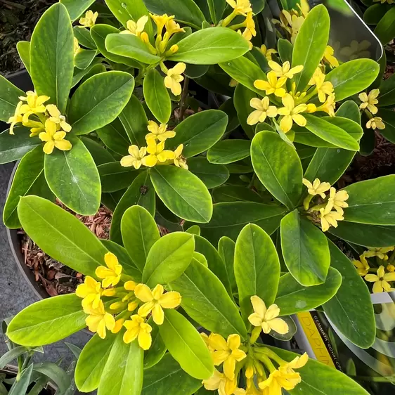 Daphne gemmata 'Royal Crown' 2L - image 1