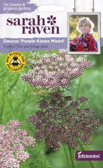 Daucus Purple Kisses Mixed - image 1