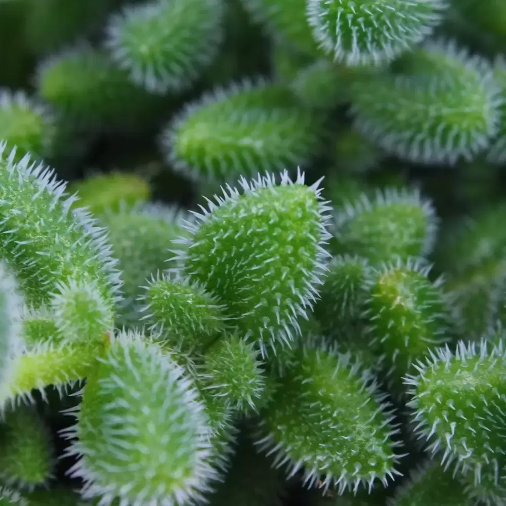 Delosperma echinatum - Pickle Plant 12cm - Cowell's Garden Centre ...