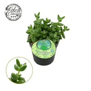 Delosperma echinatum - Pickle Plant