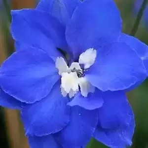 Delphinium elatum 'Blue Nile'