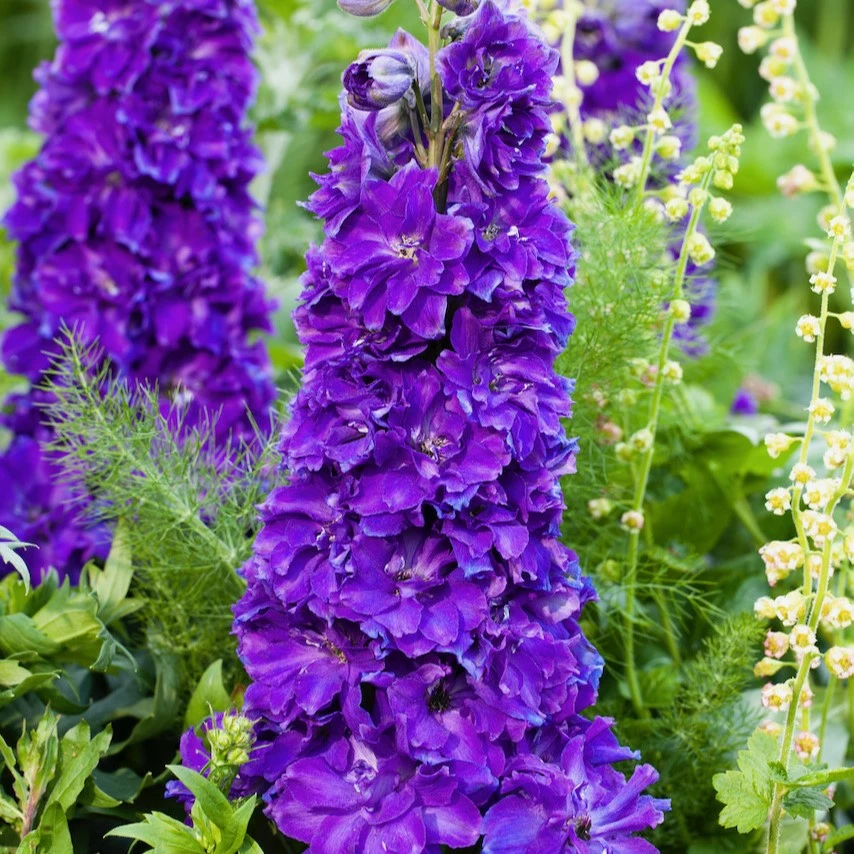 Delphinium 'Delgenius Kingsley' - Cowell's Garden Centre | Woolsington