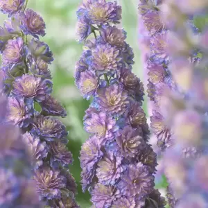 Delphinium Highlander 'Sweet Sensation'