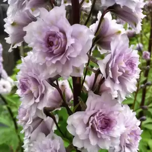 Delphinium Higlander 'Cha Cha'