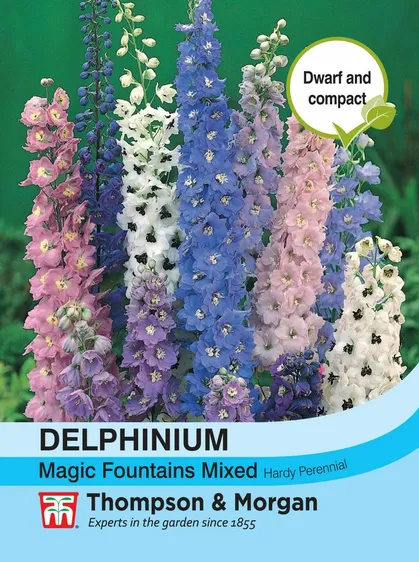 Delphinium Magic Fountains - image 1
