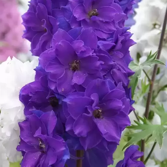 Delphinium New Millennium Series 'Pagan Purple' 1L