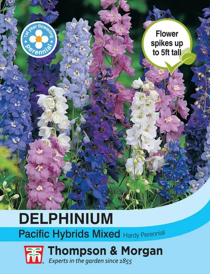 Delphinium Pacific Hybrids Mixed - image 1