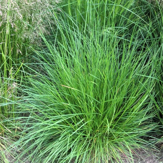 Deschampsia caespitosa 'Palava'