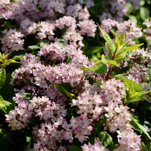Deutzia 'Pink Cloud'