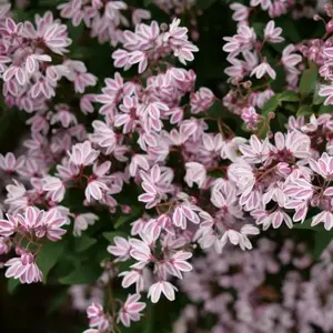 Deutzia 'Yuki Kabuki'