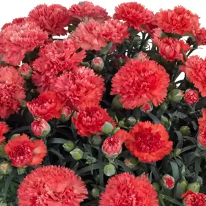 Dianthus 'Bling Bling Orange'