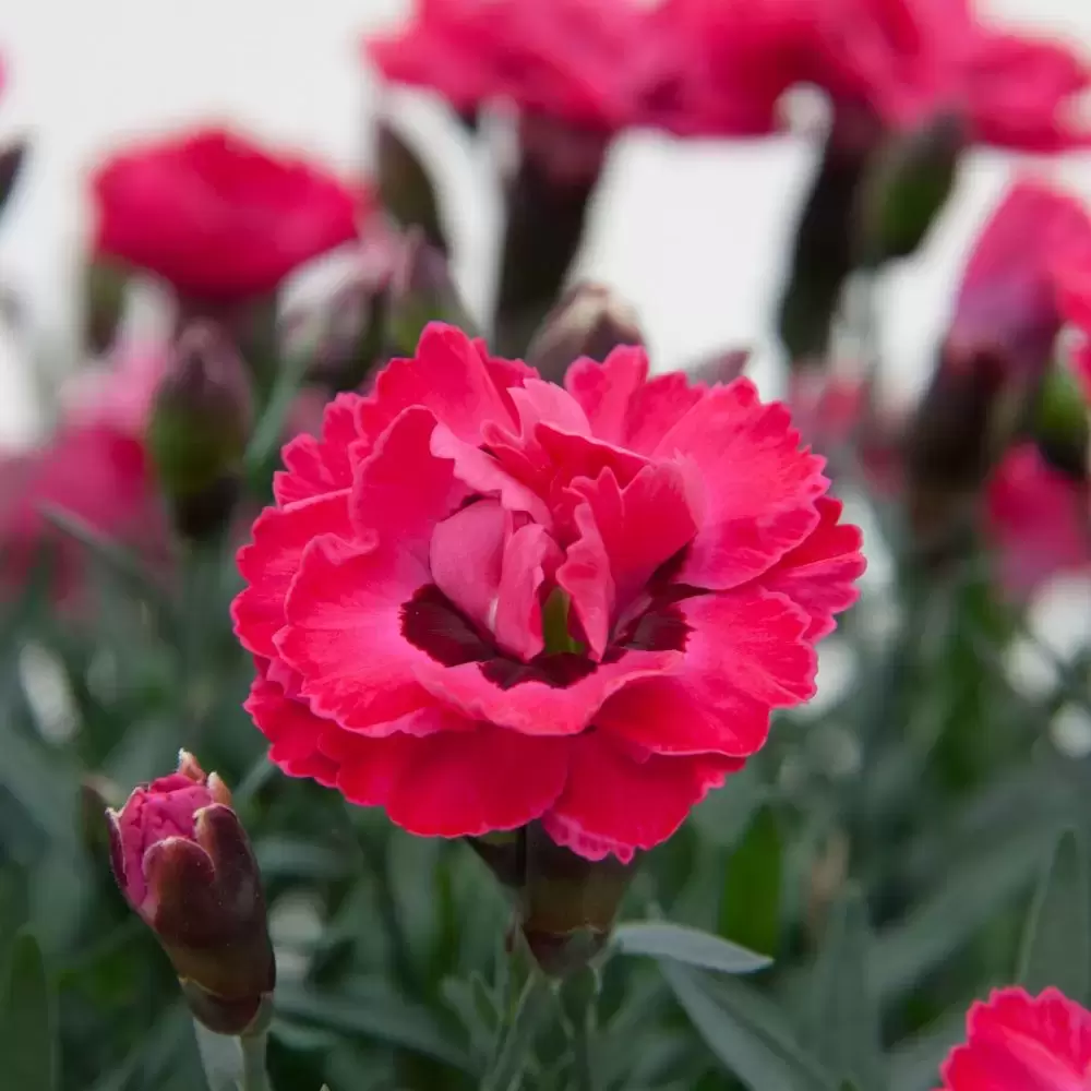 Dianthus 'Early Love' - Cowell's Garden Centre | Woolsington