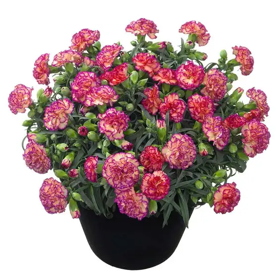 Dianthus Flow 'Glen Bay'