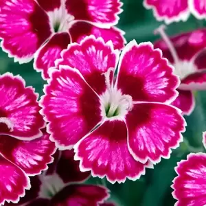 Dianthus 'Flutterburst' ℗ - Picture Credit - Whetman Pinks