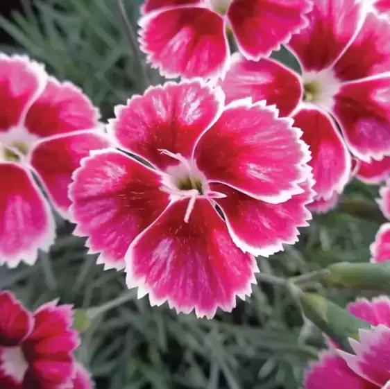 Dianthus 'Flutterburst' ℗ - Picture Credit - Whetman Pinks