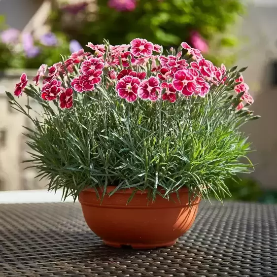 Dianthus 'Flutterburst' ℗ - Picture Credit - Whetman Pinks