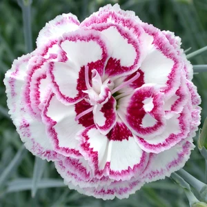 Dianthus 'Gran's Favourite' ℗ - © Whetman Pinks