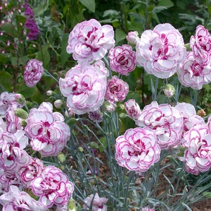 Dianthus 'Gran's Favourite' ℗ - © Whetman Pinks