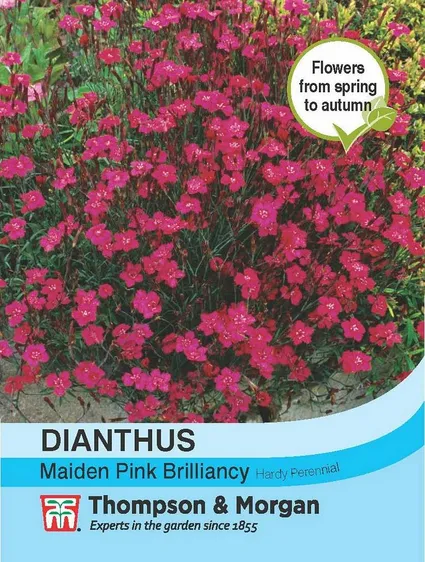 Dianthus Maiden Pink Brilliancy - image 1
