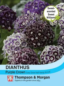 Dianthus Purple Crown - image 1
