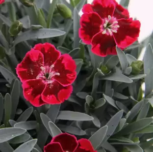 Dianthus 'Red Love' - image 2