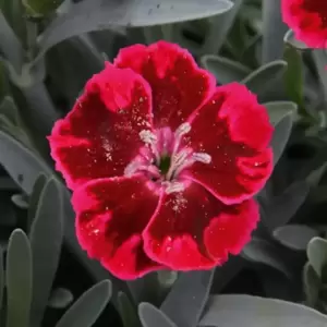 Dianthus 'Red Love' - image 1