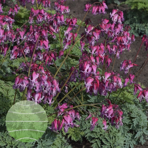 Dicentra 'Candy Hearts' - Cowell's Garden Centre | Woolsington