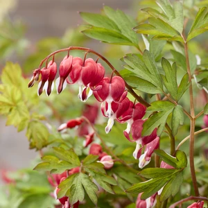 Image Credit: Plantipp BV®