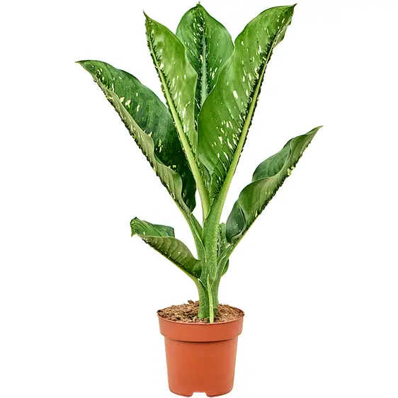 Dieffenbachia seguine 'Caiman'